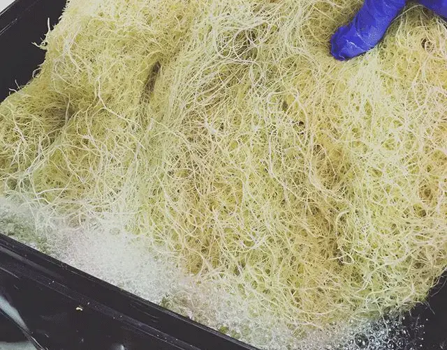 how to root prune plants