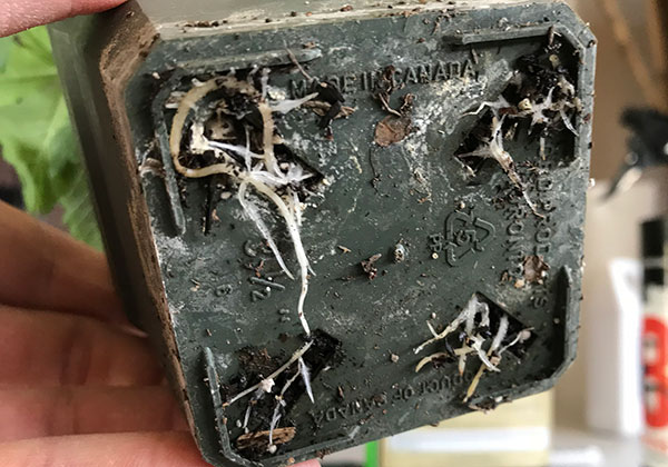 transplant transplanting your plant helps prevent root binding, root circles, and more