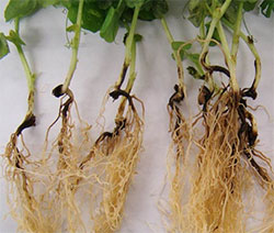 root rot root rot