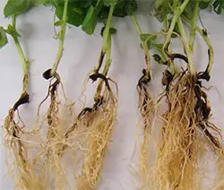 root rot