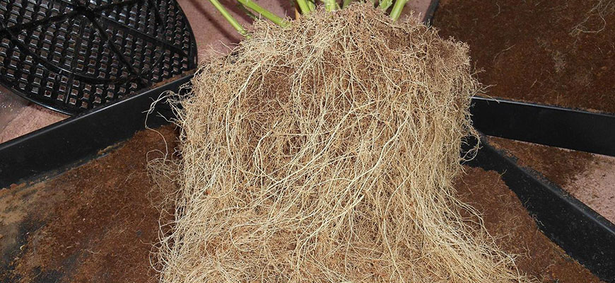 root pruning
