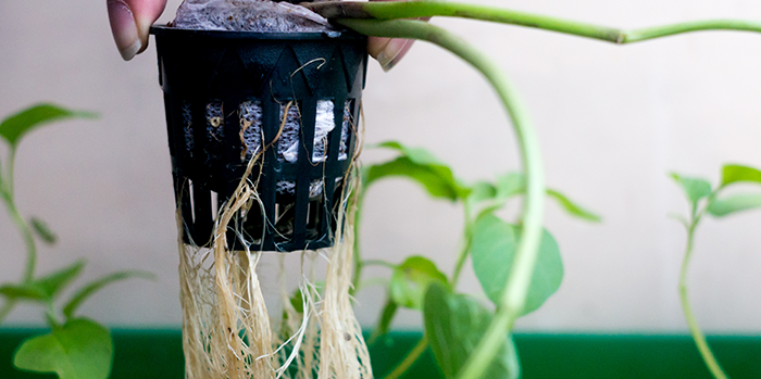 rooting-hormones What Plants Can You Use Rooting Hormone On?