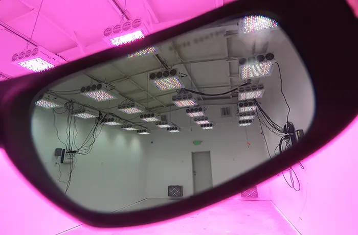 Can UV Light Be Harmful To Plants?