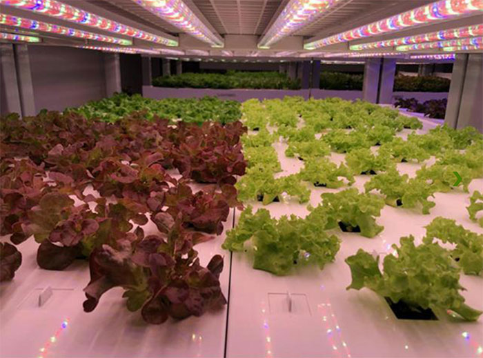 ebb-n-flow Ebb & Flow Systems (Best For Commercial Growers)