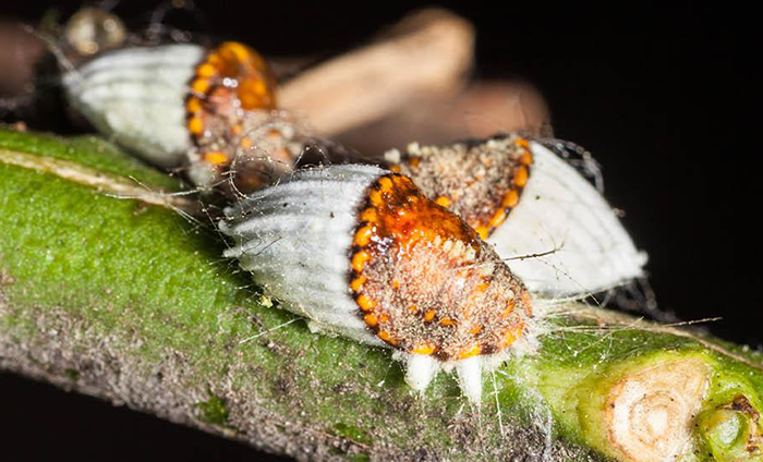 Can You Prevent Scale Insects On Plants?