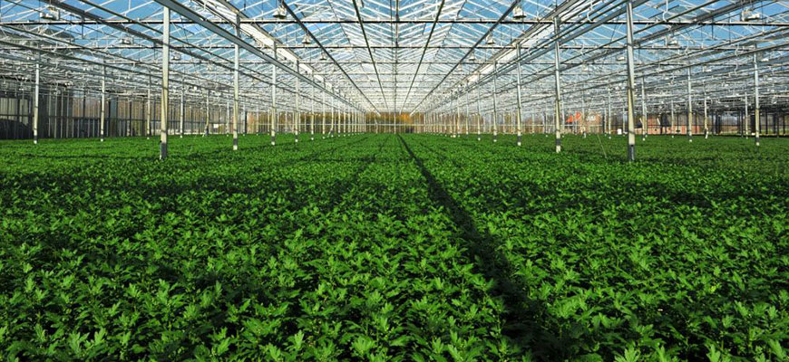 sea of green growing method (SOG)