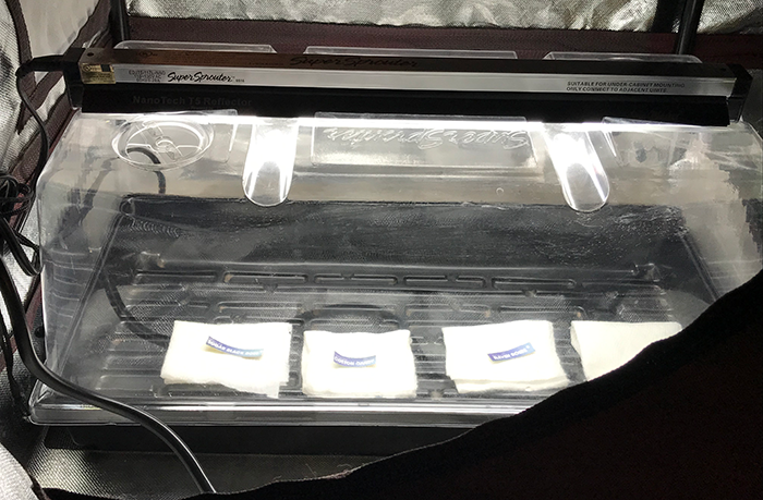 start-seeds How long does it take seeds to germinate in a paper towel?