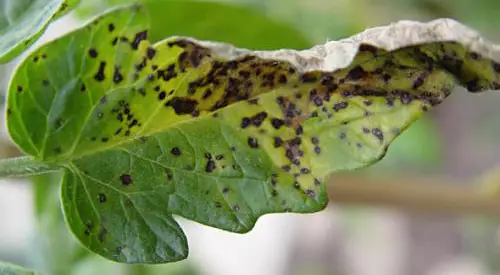 Septoria Leaf Spot Treatment