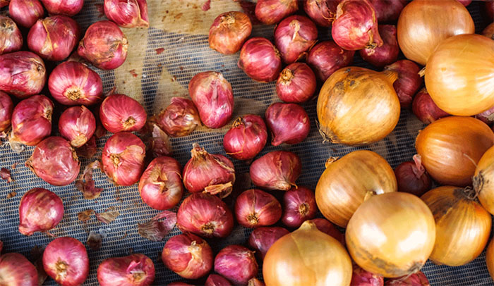 small-shallots Why Are My Shallots So Small?