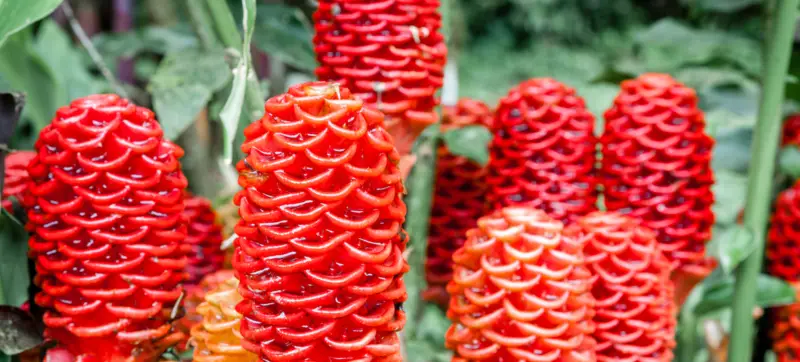 Shampoo Ginger Plant With Blooms