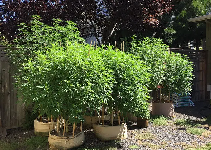 Why is silica so important for plants?