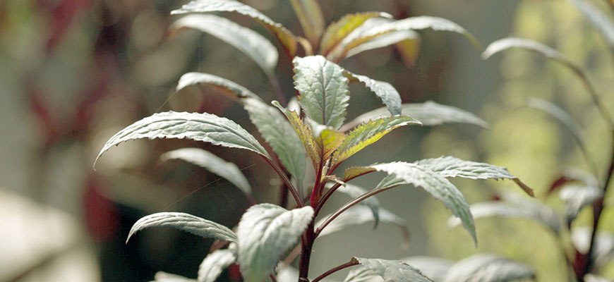 silica for plants