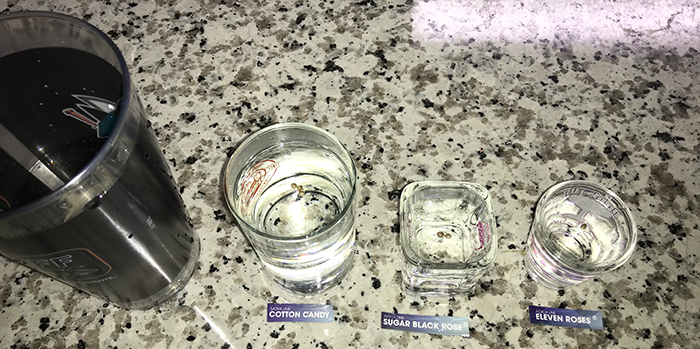 germinate Can Hydrogen Peroxide Improve Seed Germination Rates?