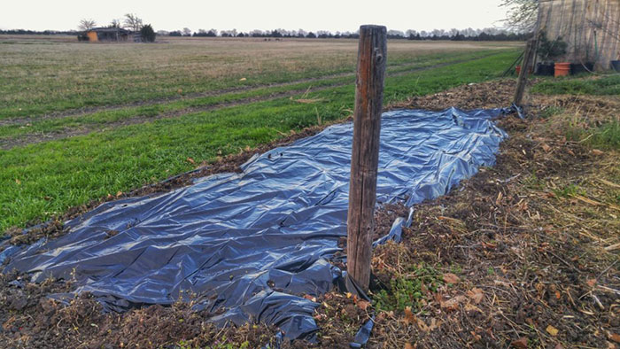 solarization Solarization Control Technique for verticillium wilt control