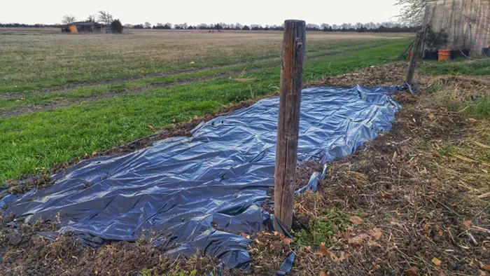 Solarization Control Technique for verticillium wilt control