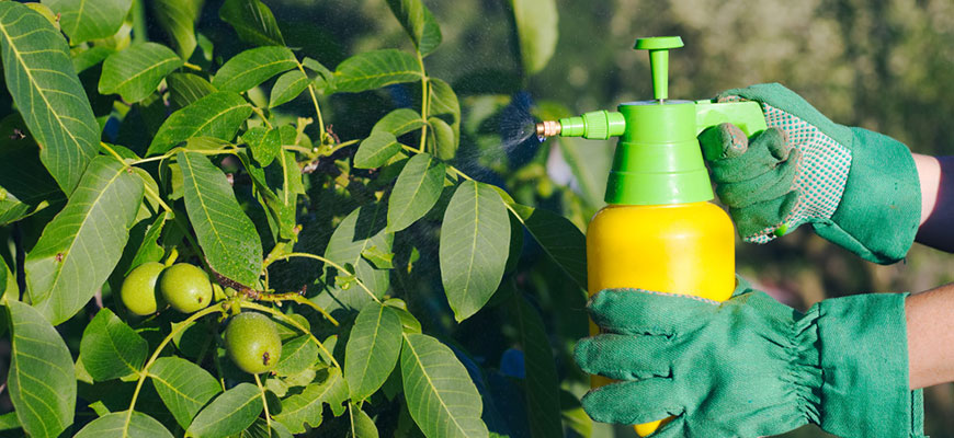 how to use insecticidal soap on plants
