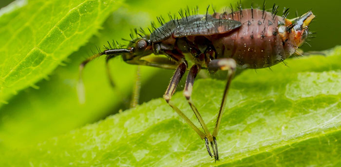 springtail springtails in houseplants?