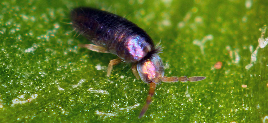 how to get rid of springtails in plants