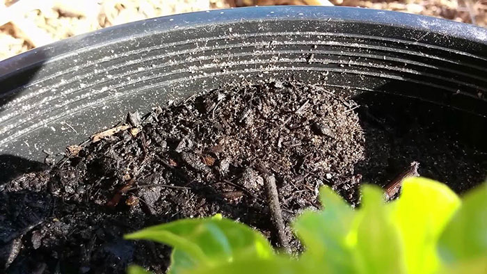 eliminate-springtails Do Springtails Go Away On Their Own?