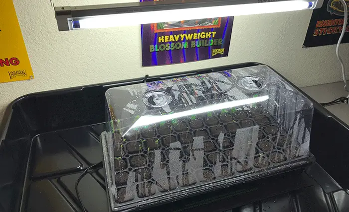 Start your plants indoors before planting outside