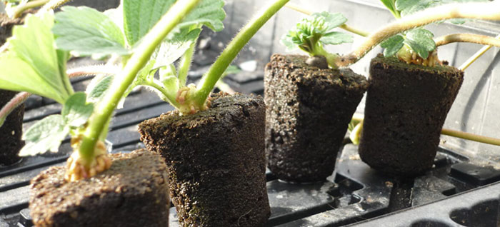 how to start your strawberry garden