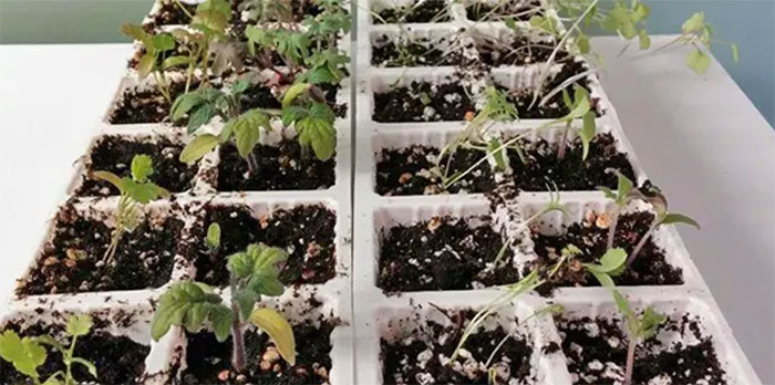 Seeds Why Do My Seedlings Look So Lanky & Weak?