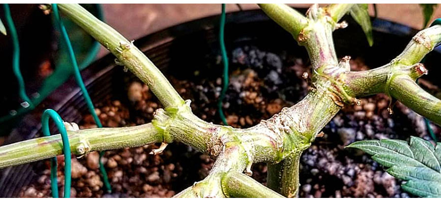 super cropping plants