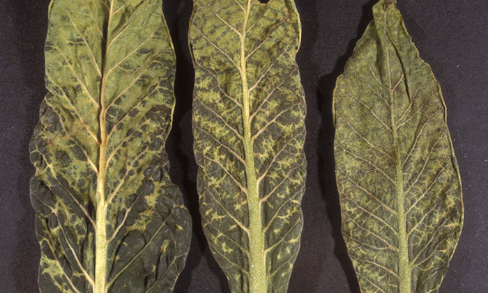 TMV Preventing Tobacco Mosaic Virus