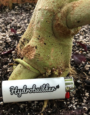 Why is silica so important for plants?