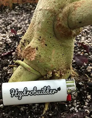 Why is silica so important for plants?