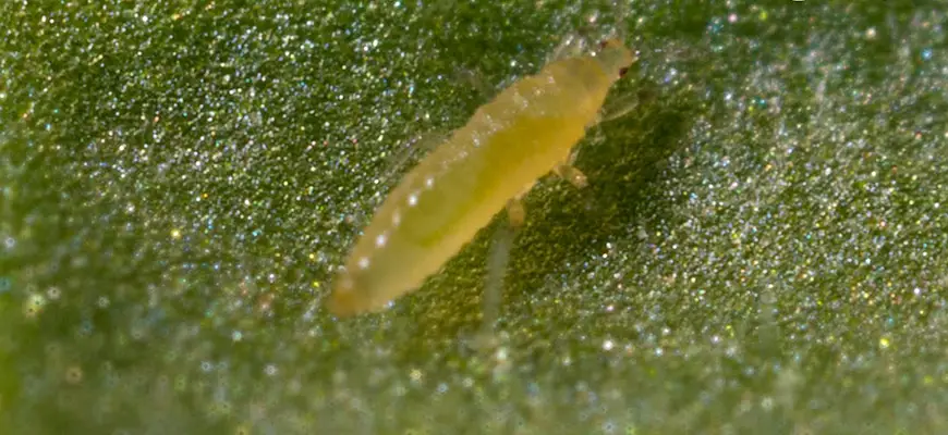 how to get rid of thrips on plants