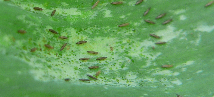 Thrips infestation on foliage