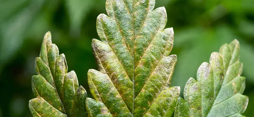 treat tobacco mosaic virus