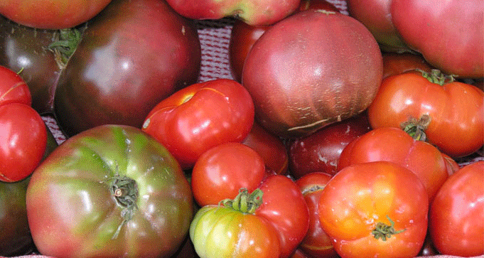 tomato varieties Which variety of tomato should I grow hydroponically?