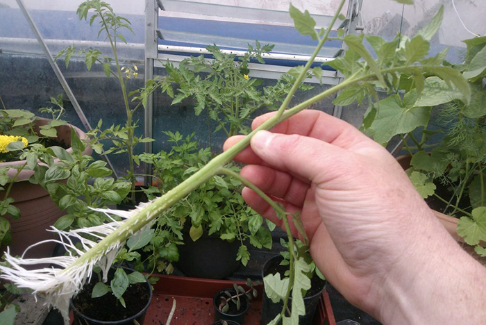 rooting-tomatoes Actually Take Your Tomato Cuttings