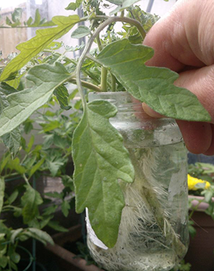 how to clone tomatoes