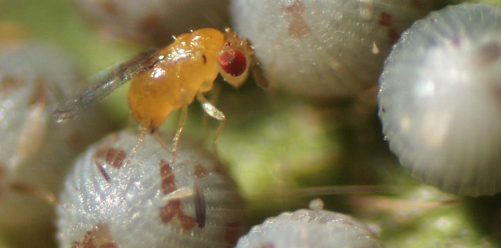 Trichogramma Trichogramma