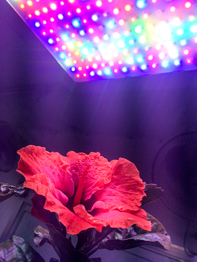 UV light how does uv light affect plants?
