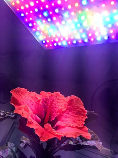 how does uv light affect plants?