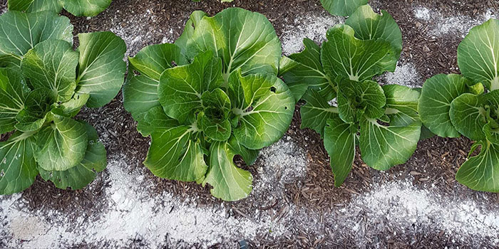 pill-bugs-garden Kill Pill Bugs With Diatomaceous Earth