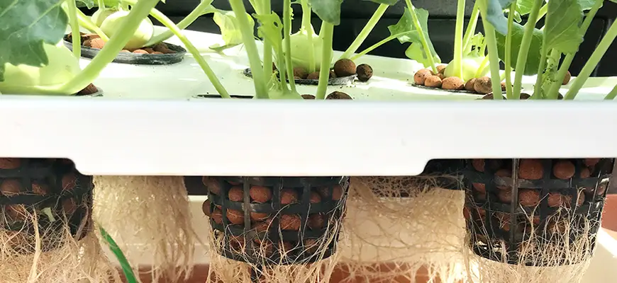 How To Use Rooting Hormones On Cuttings