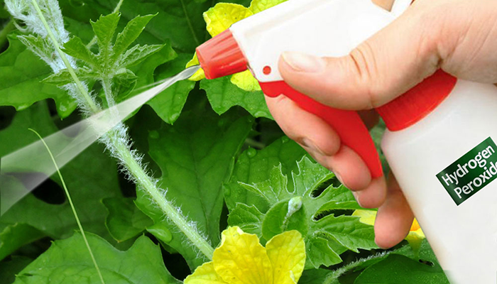 mix-hydrogen-peroxide How Do You Mix Hydrogen Peroxide For Plants?
