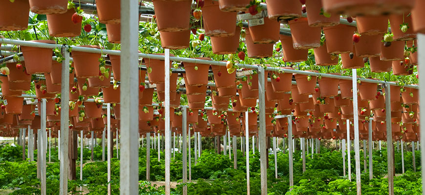 vertical growing
