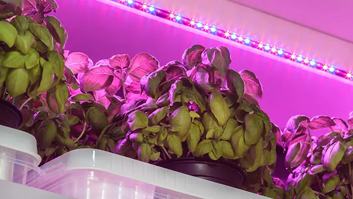 What Do You Need to Start a Vertical Growing Operation?