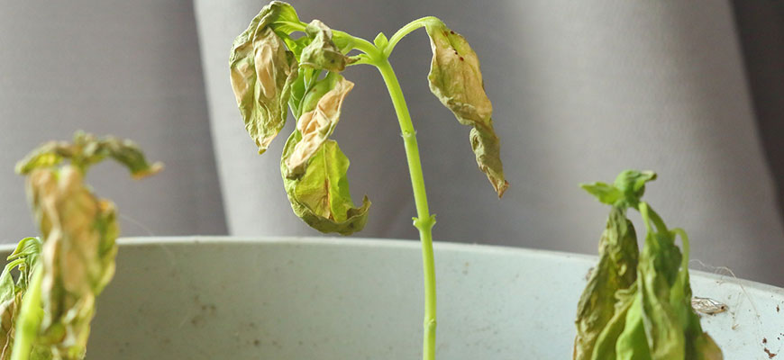 Verticillium wilt