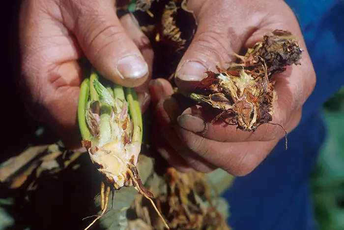 What does verticillium wilt do