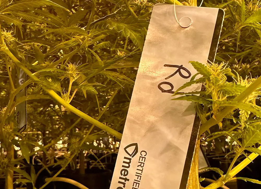 WITHOUT-under-canopy