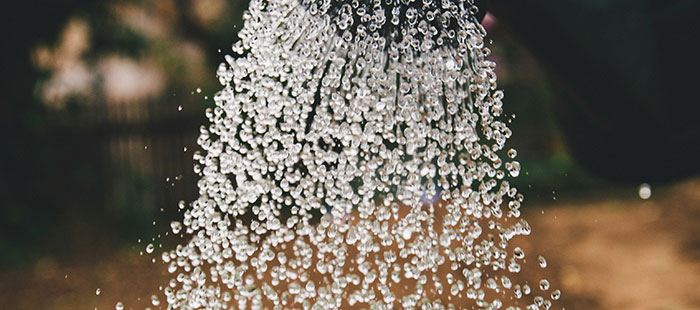 water-coco Do You Water Coconut Coir Every Day?