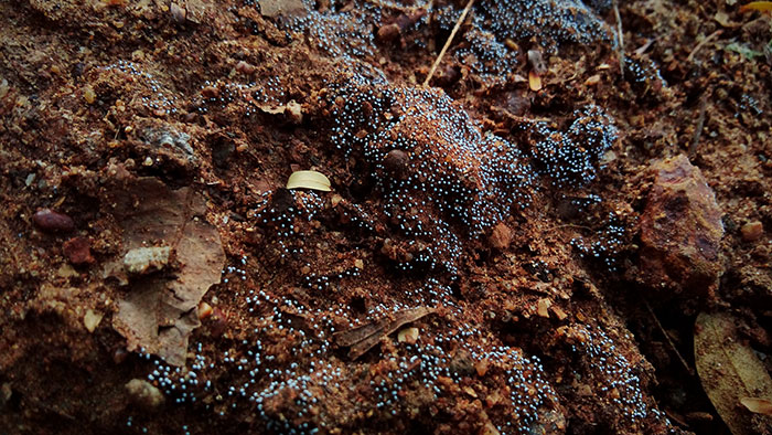 wet soil with poor drainage can often lead to verticillium wilt, or other fungi