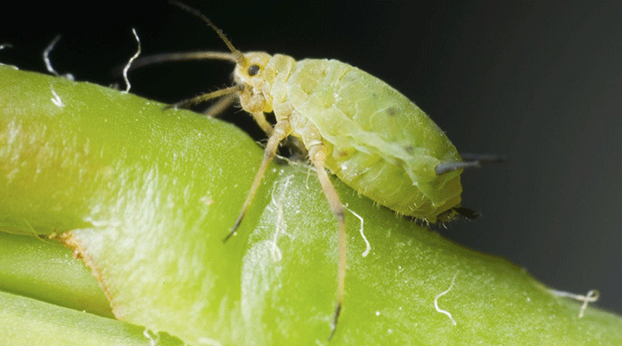 aphids What are aphids?